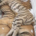 Tiger Carcasses Donated to National University for Study