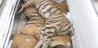 Tiger Carcasses Donated to National University for Study