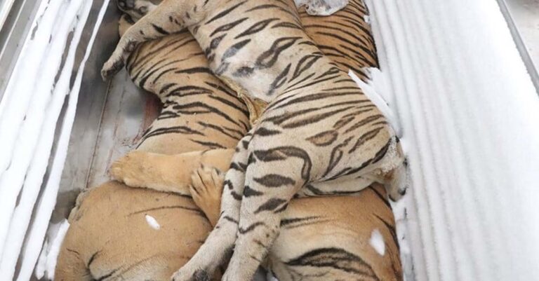 Tiger Carcasses Donated to National University for Study