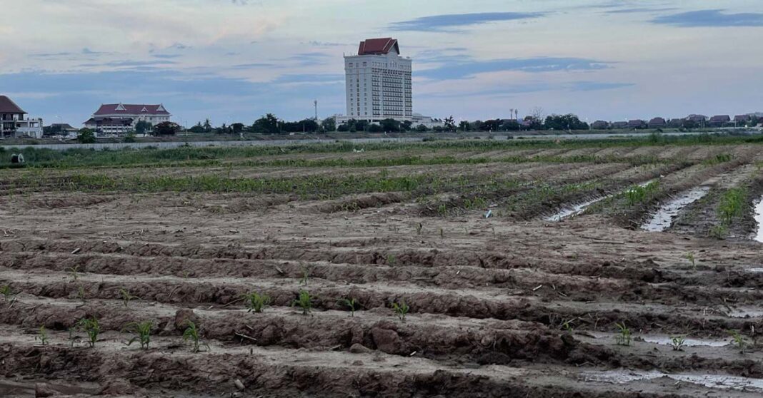 A peanut plantation along the Mekong River (Jason Rolan)