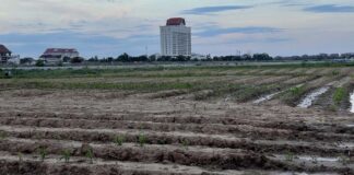 A peanut plantation along the Mekong River (Jason Rolan)