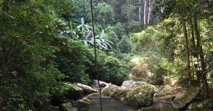 Laos to Plant Trees on Over 36,000 Hectares of Land This Year