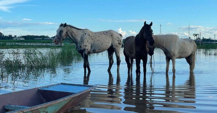 Horses chew on grass by the Mekong River in Vientiane Capital (Photo: Jason Rolan)