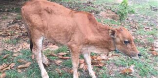 Lumpy Skin Disease Kills over 100 cattle in Laos