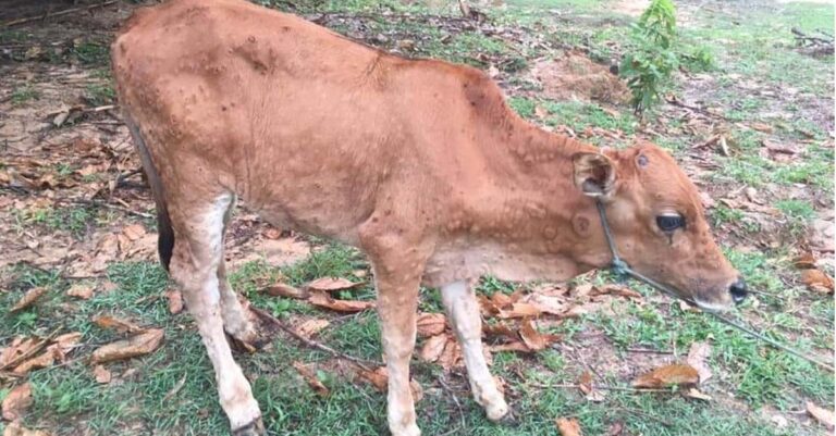 Lumpy Skin Disease Kills over 100 cattle in Laos