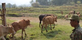 China bans cattle imports from Laos