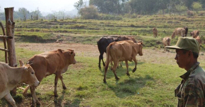China bans cattle imports from Laos