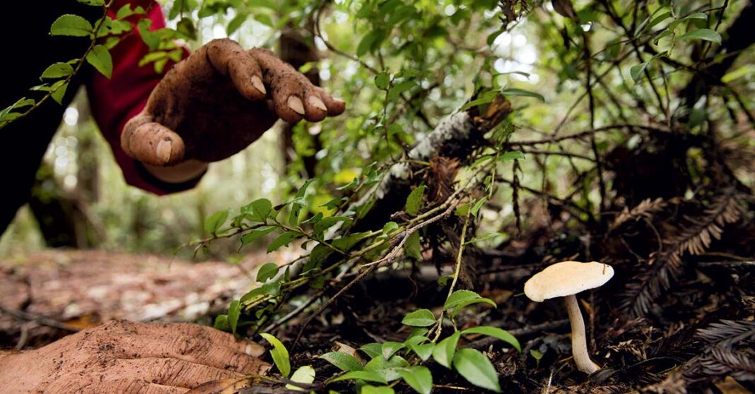 Seven Thais detained in Laos after foraging for mushrooms