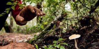 Seven Thais detained in Laos after foraging for mushrooms