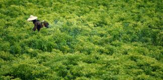 Farmer Working in Chilli Field in Laos