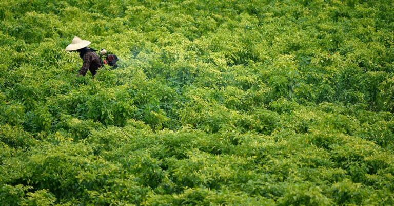 Farmer Working in Chilli Field in Laos