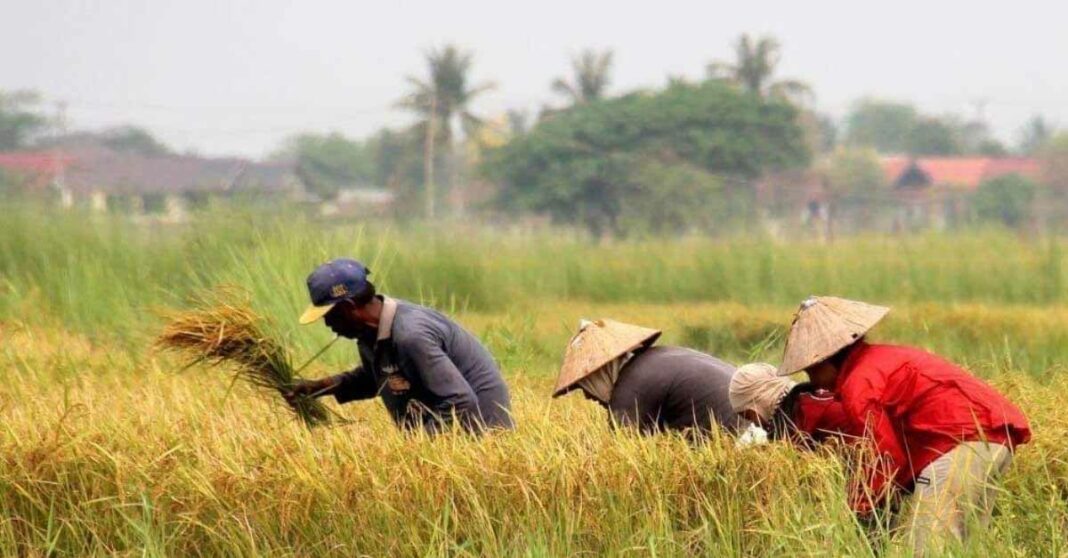 Laos exports rice to EU (Photo: Lao Economic Daily)