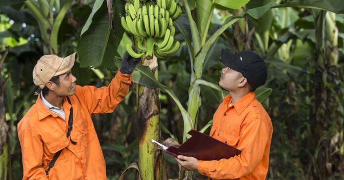Workers at a banana plantation in Laos (Photo Champa Meuanglao)
