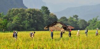 Famers work the land in Vang Vieng