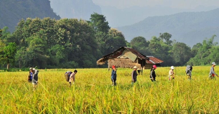 Famers work the land in Vang Vieng