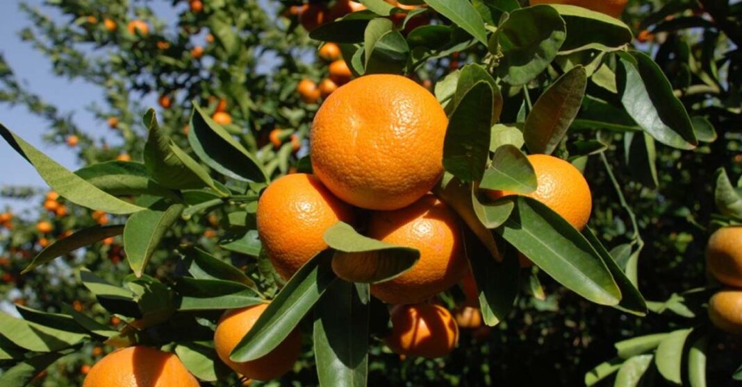 Laos to export citrus fruit to China