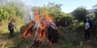 Marijuana farm in Bolikhamxay Province