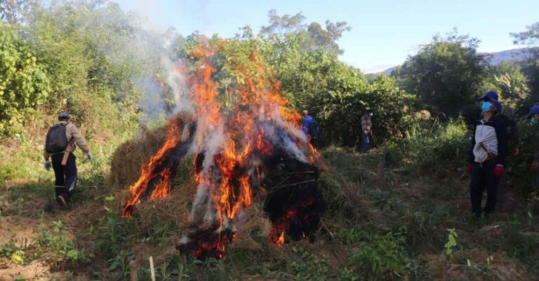 Marijuana farm in Bolikhamxay Province