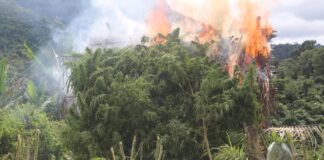 Marijuana plantation destroyed in Bolikhamxay Province, Laos