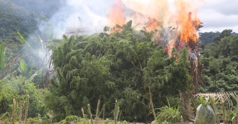 Marijuana plantation destroyed in Bolikhamxay Province, Laos