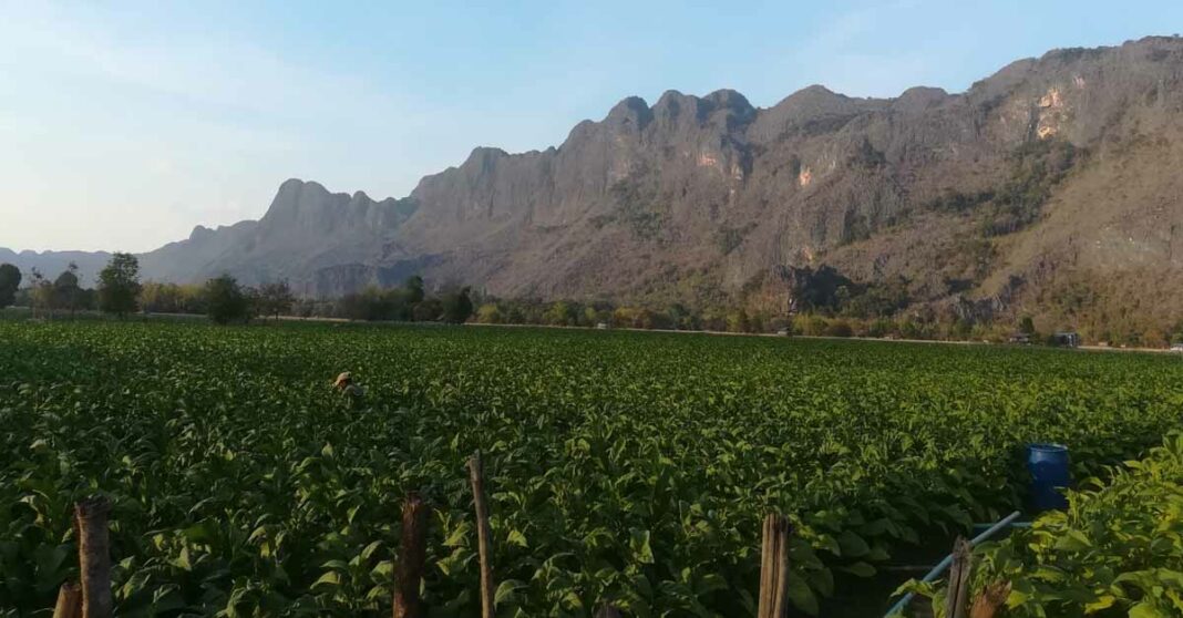 Tobacco plantation near Kong Lor Cave in Khammouane Province