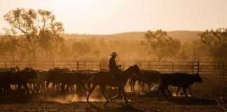 Australia farm visa offered to workers from Laos