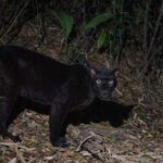 Rare black indochinese leopard