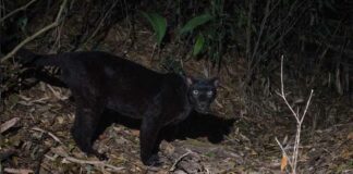 Rare black indochinese leopard