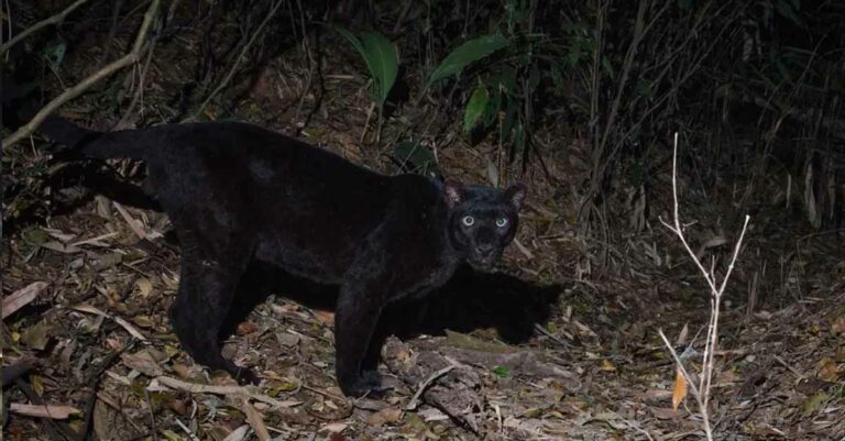 Rare black indochinese leopard