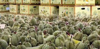 Thai durians arrive in China.