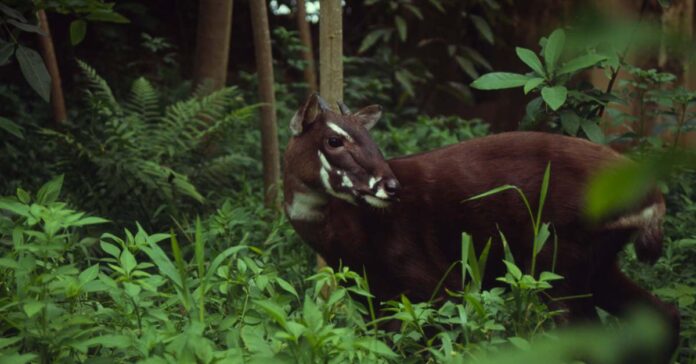 The Saoloa is one of the world's rarest large mammals and highly endangered wildlife.