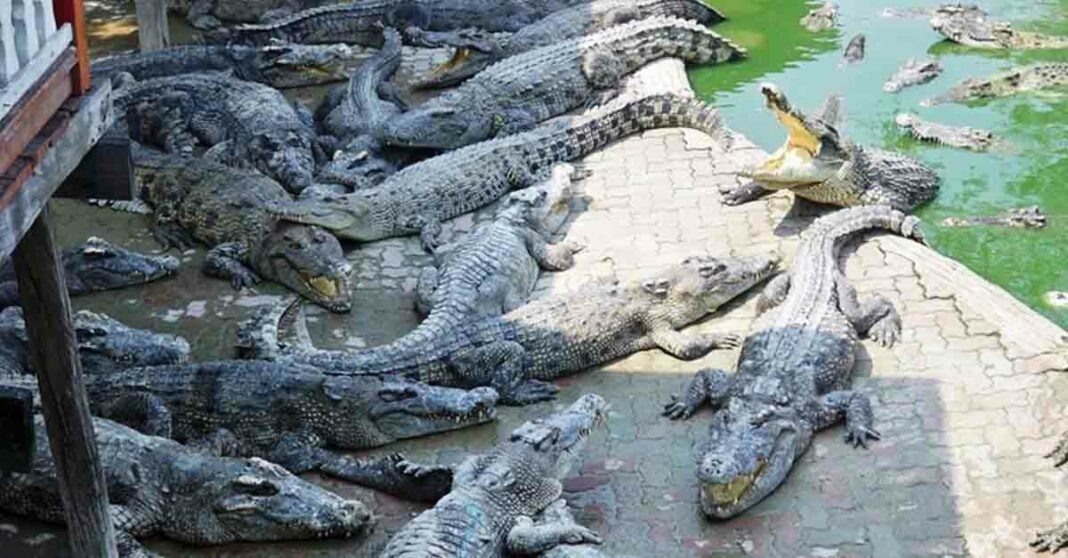 A crocodile farm in Samut Prakan, Thailand