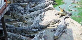 A crocodile farm in Samut Prakan, Thailand