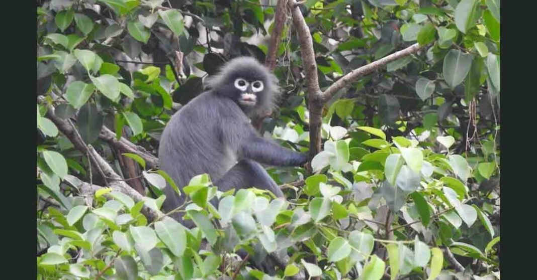 Ghostly Monkey Popa langur found in Myanmar.