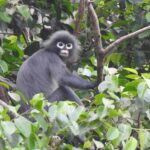 Ghostly Monkey Popa langur found in Myanmar.