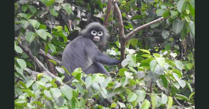 Ghostly Monkey Popa langur found in Myanmar.