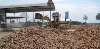 Tapioca starch is processed at a factory in Laos