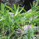 The world’s first succulent bamboo found in Laos.
