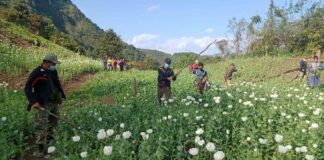 Authorities destroy opium fields in Luang Prabang.