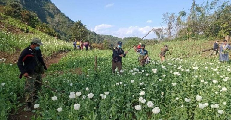 Authorities destroy opium fields in Luang Prabang.