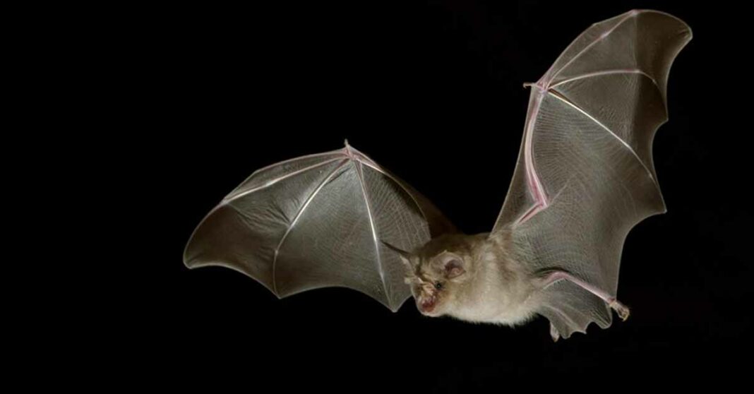 Bats from Laos found with virus similar to Covid-19