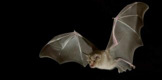 Bats from Laos found with virus similar to Covid-19