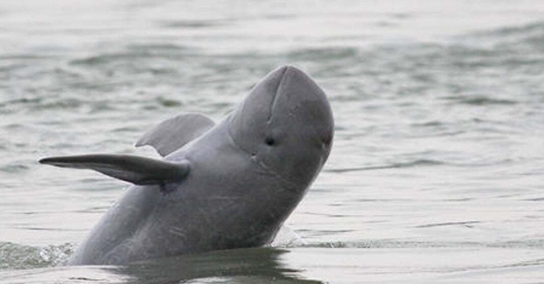 Last Irrawaddy Dolphin dies between Laos and Cambodia