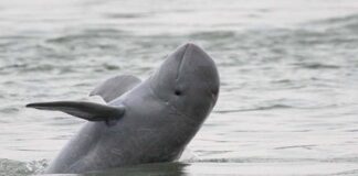 Last Irrawaddy Dolphin dies between Laos and Cambodia