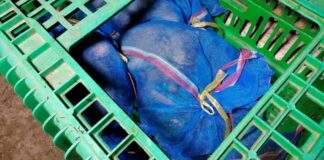 Monkeys found bagged alive in Thailand