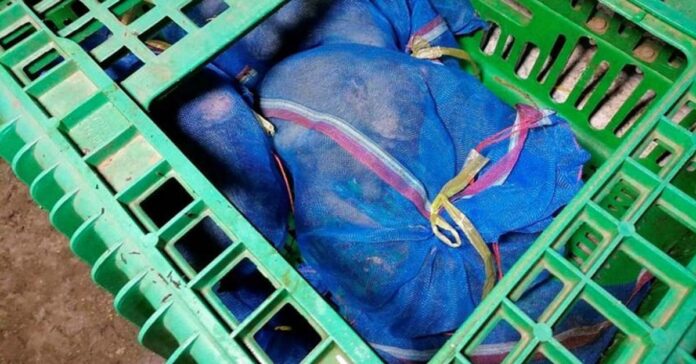 Monkeys found bagged alive in Thailand