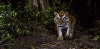 Rewilding the tiger in Laos (Photo: WWF)