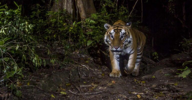 Rewilding the tiger in Laos (Photo: WWF)