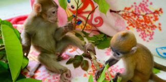 Two monkeys placed into the care of the Lao Conservation Trust for Wildlife