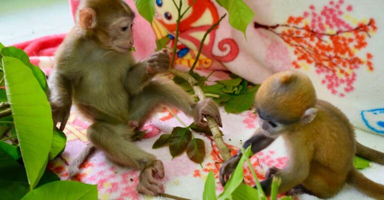 Two monkeys placed into the care of the Lao Conservation Trust for Wildlife